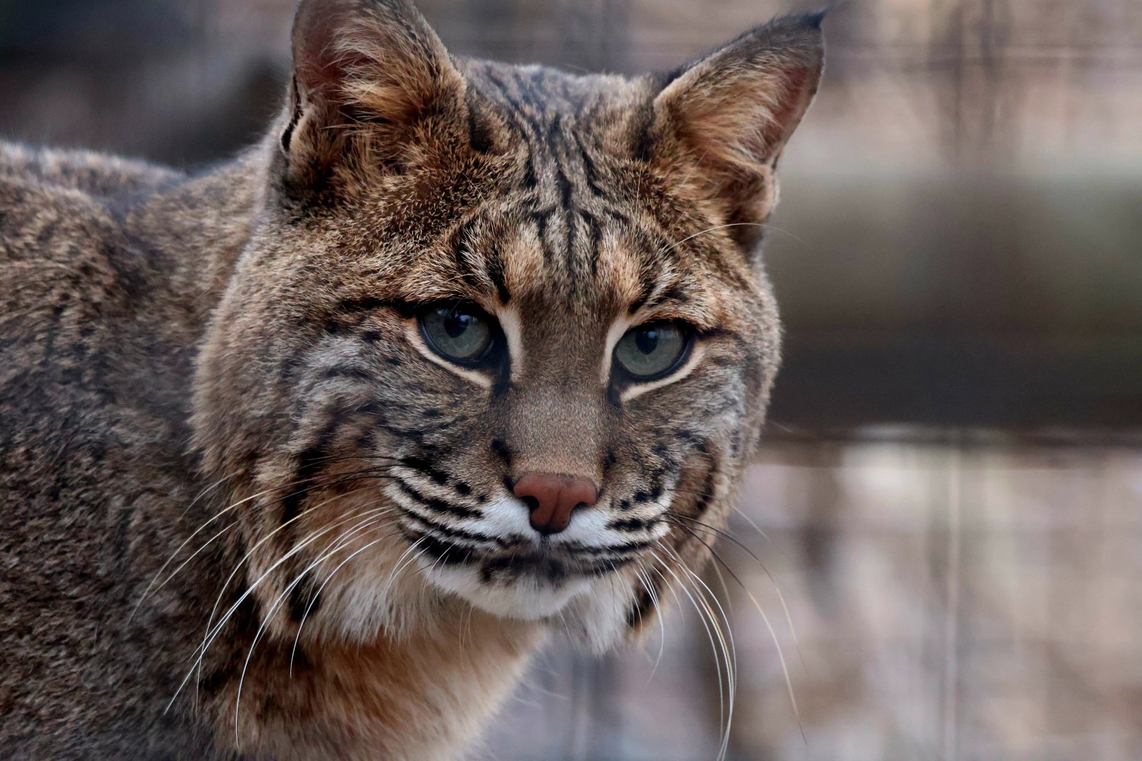 Bobcat