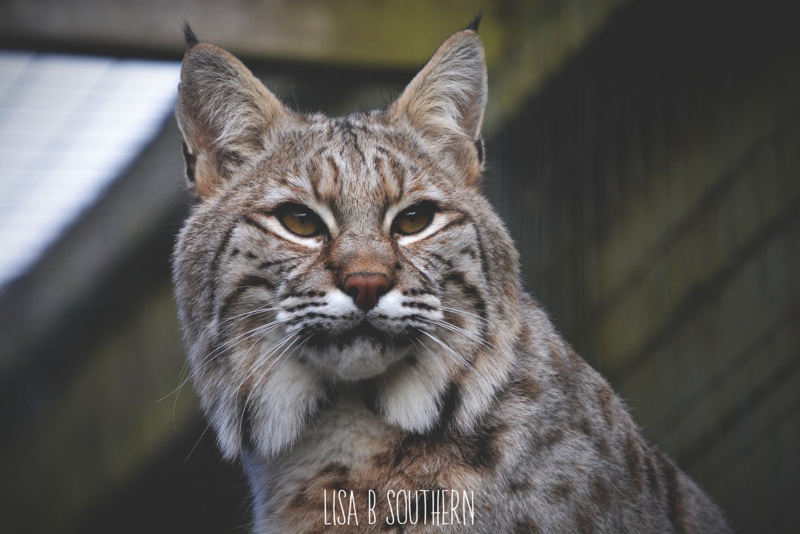 Bobcat