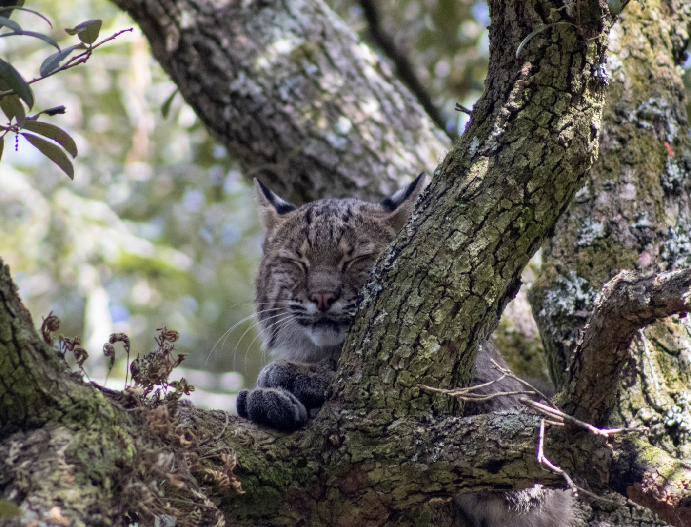 Bobcat
