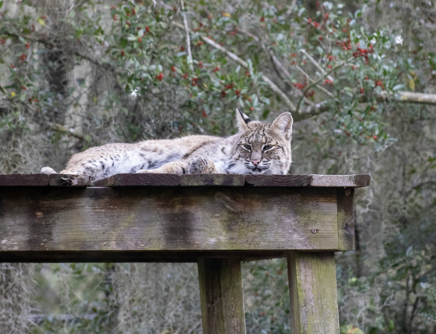 Bobcat
