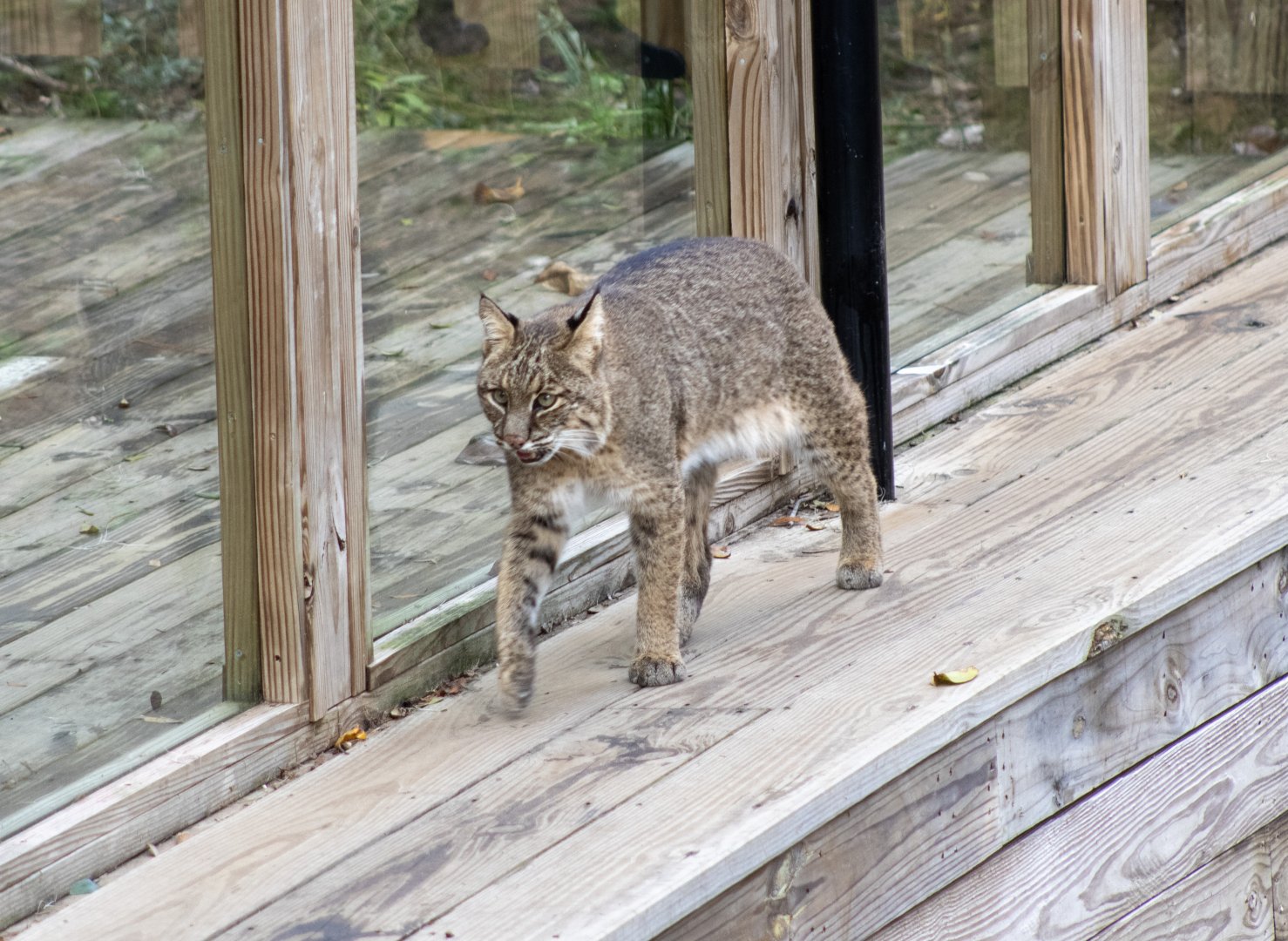 Bobcat