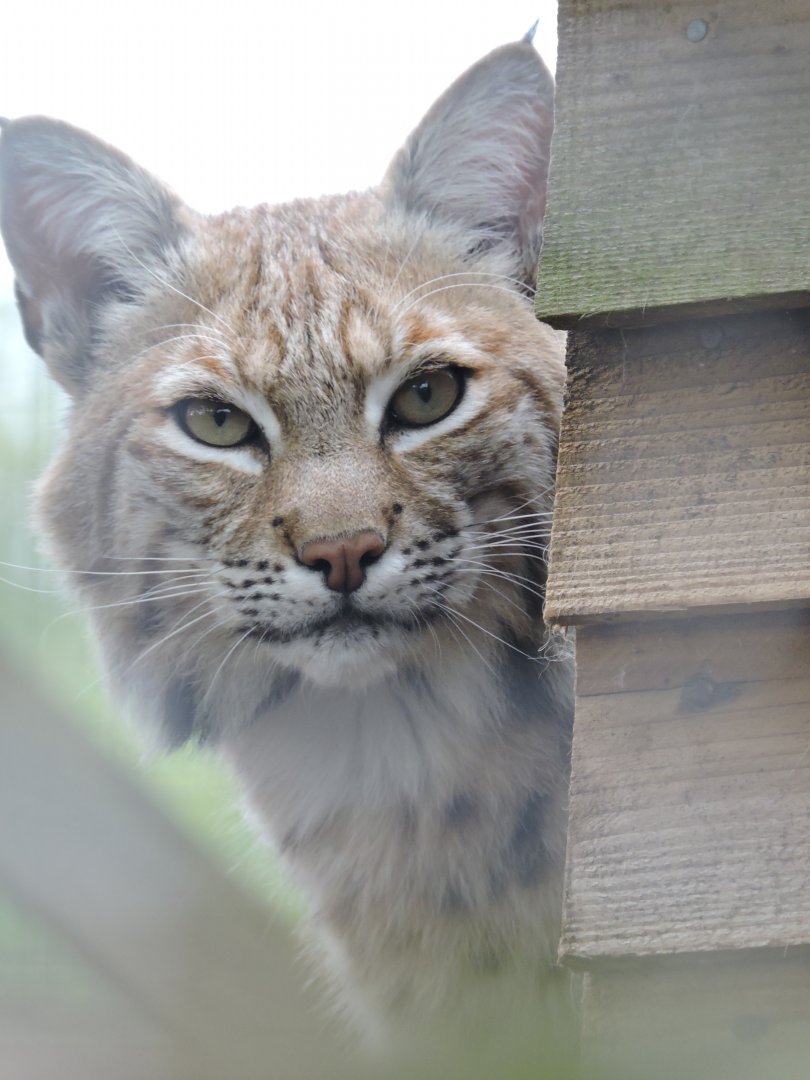 Bobcat