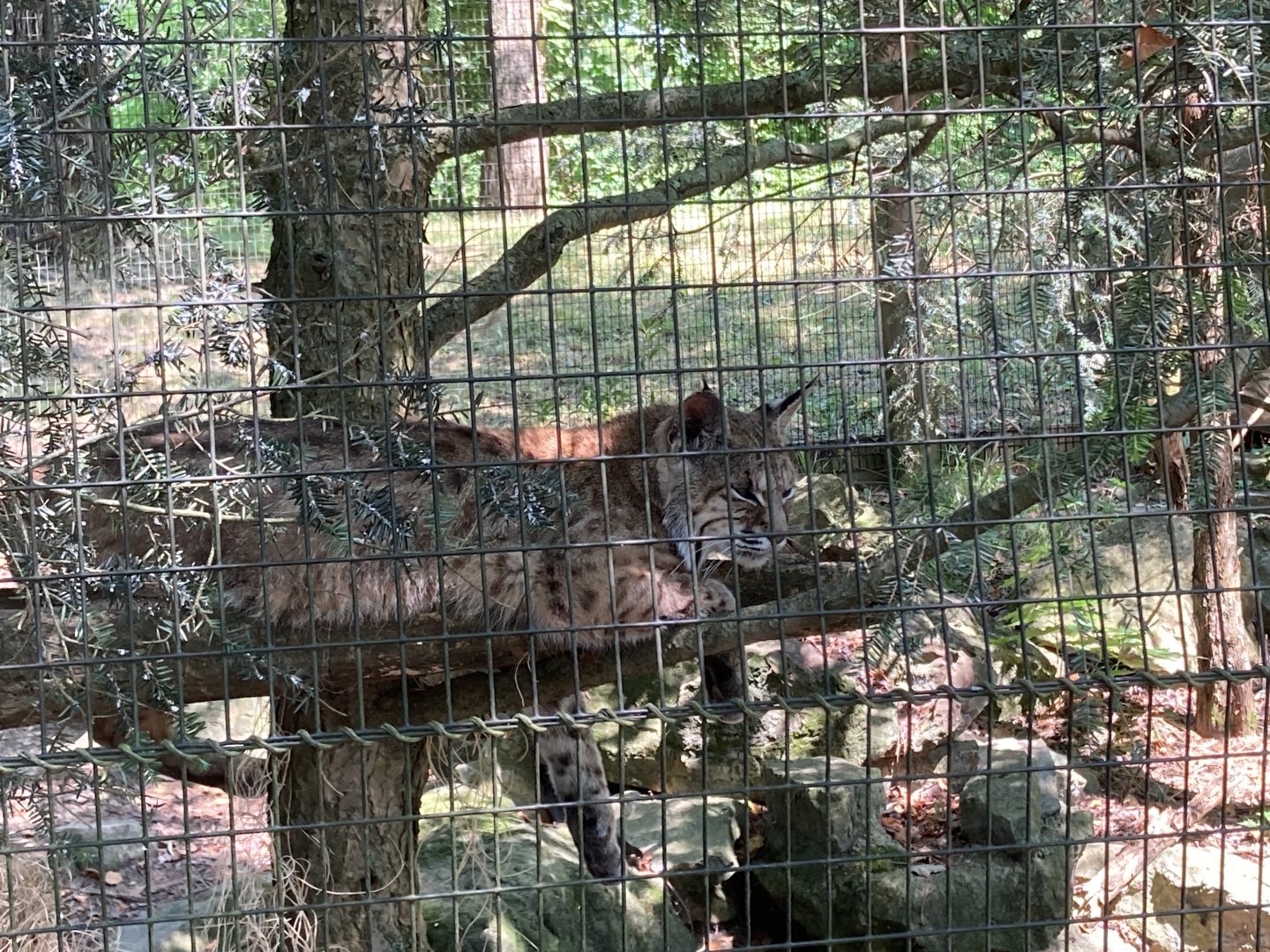 Bobcat