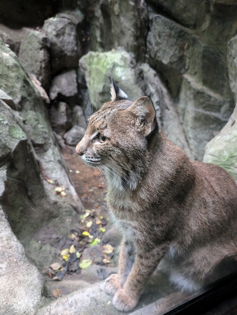 Bobcat