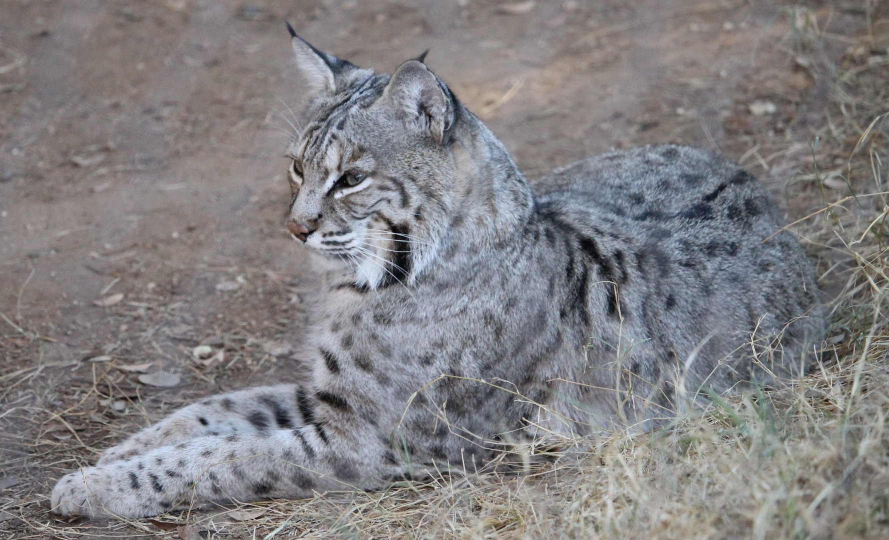 Bobcat