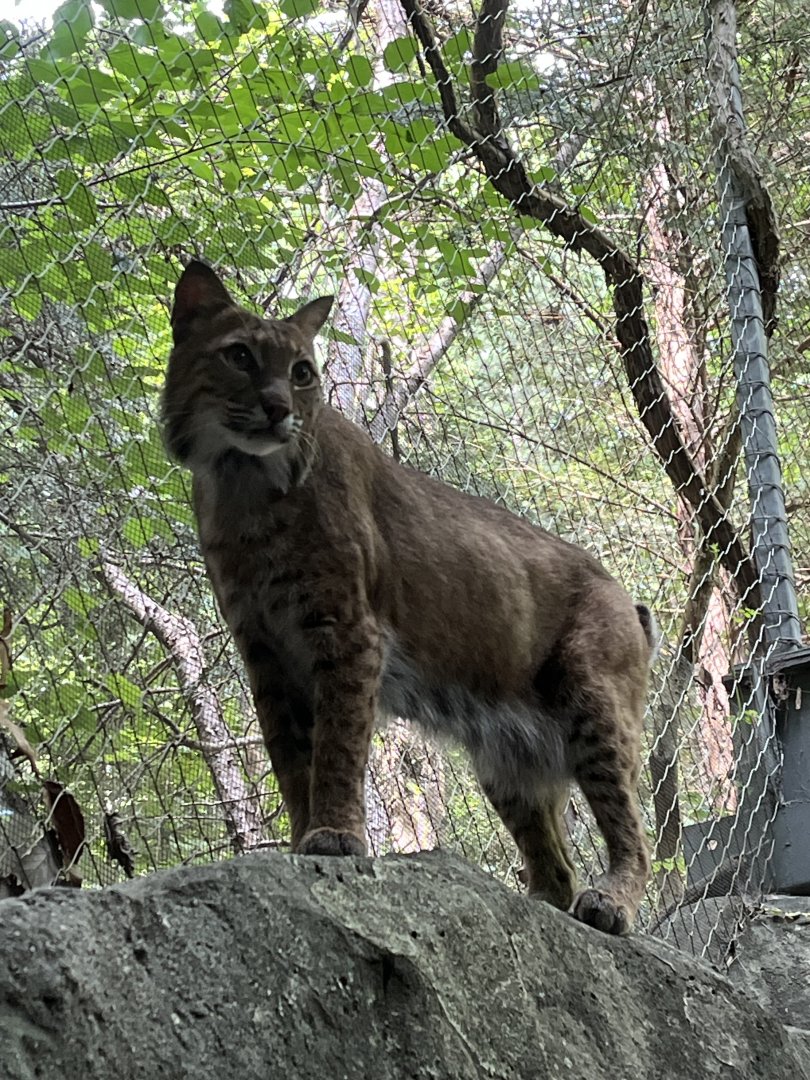 Bobcat