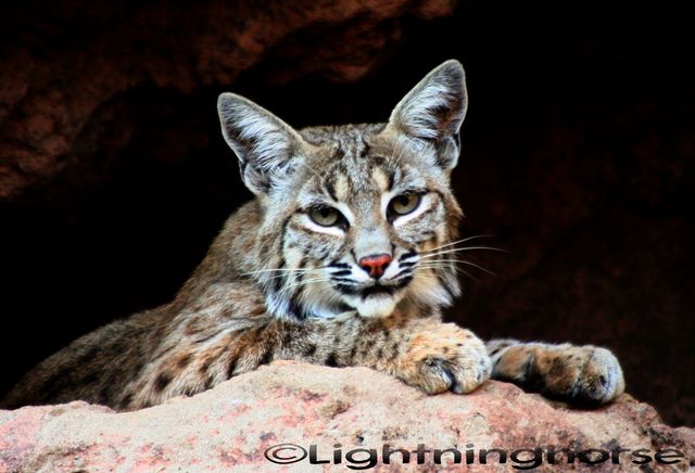 Bobcat4