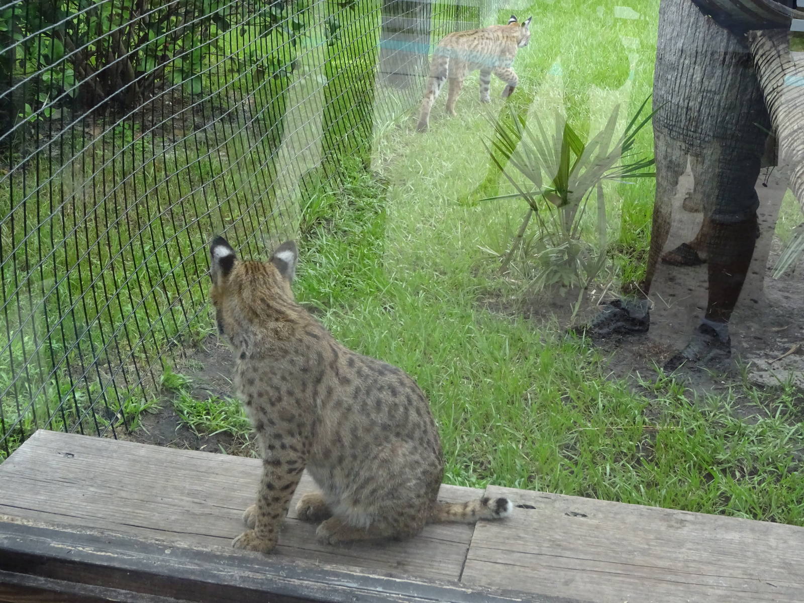 Bobcats at Gatorland