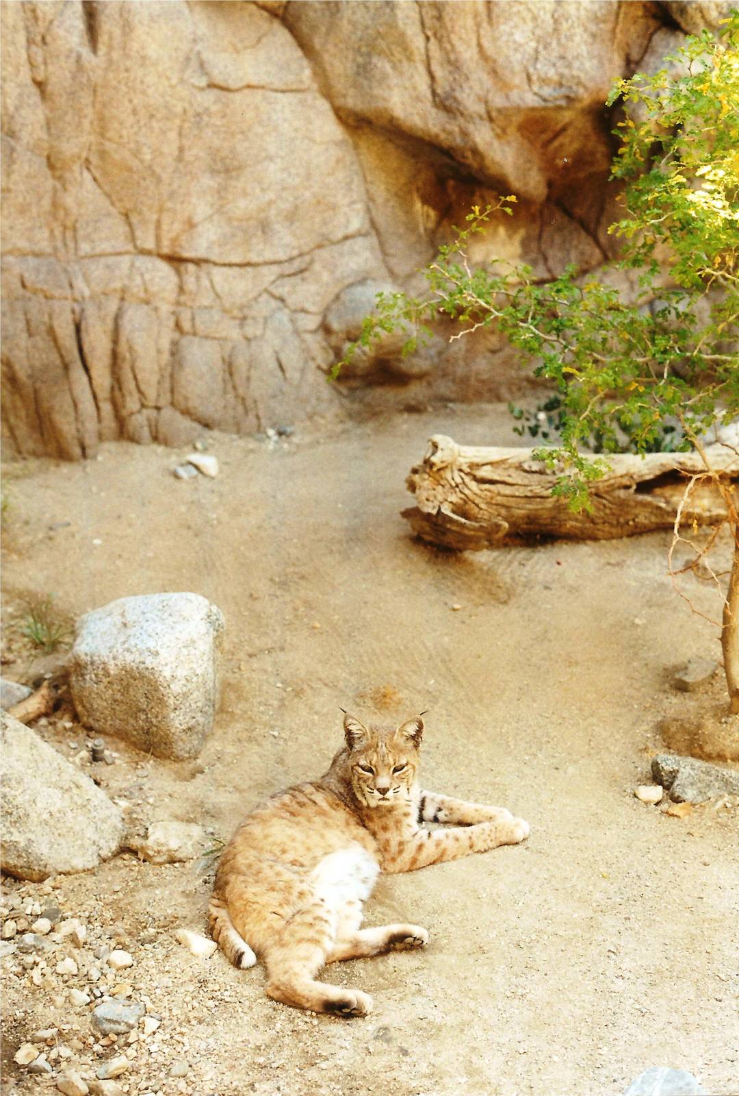 Bobcats at The Living Desert, 1998