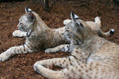 Bobcats