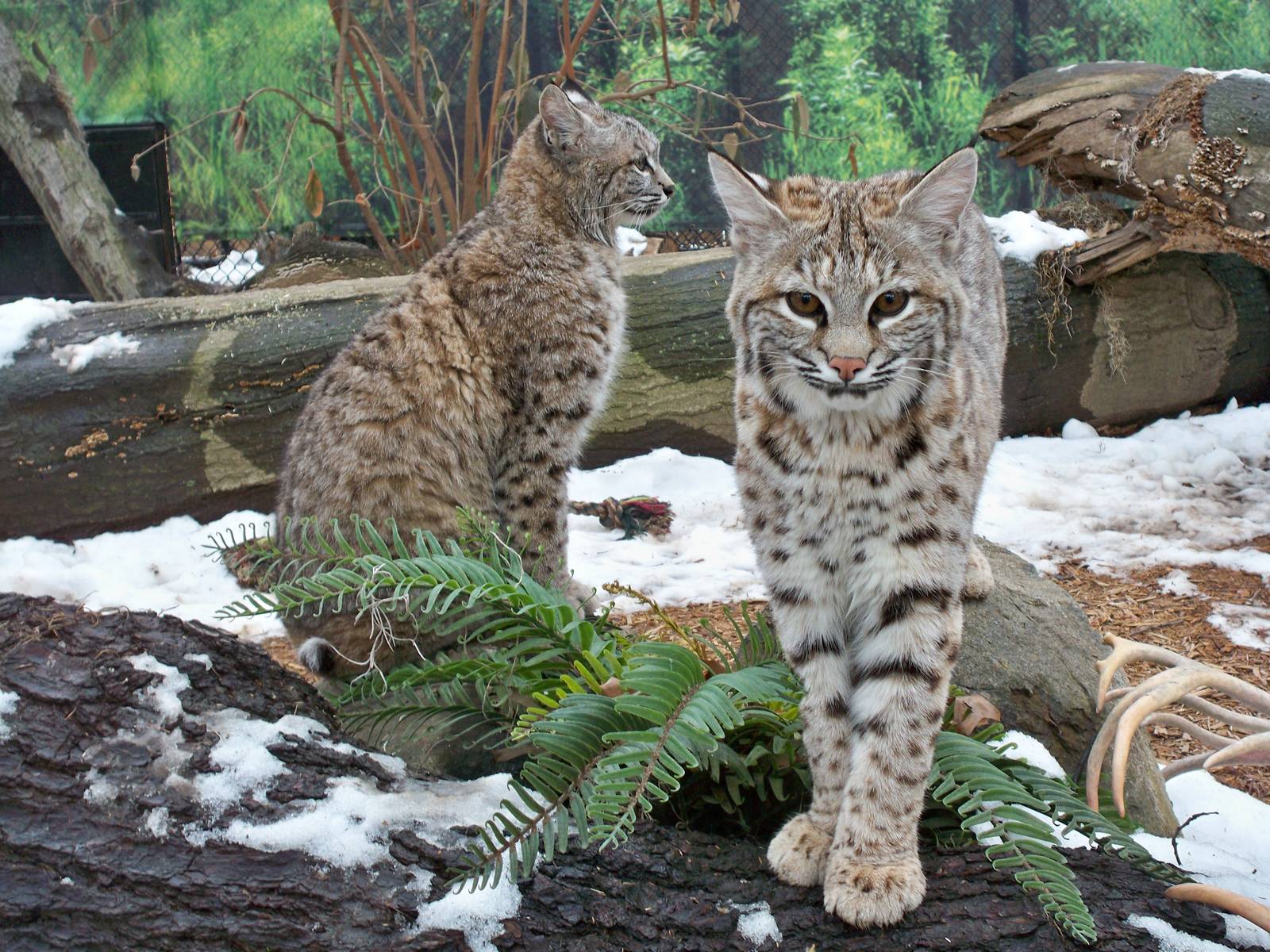 Bobcats
