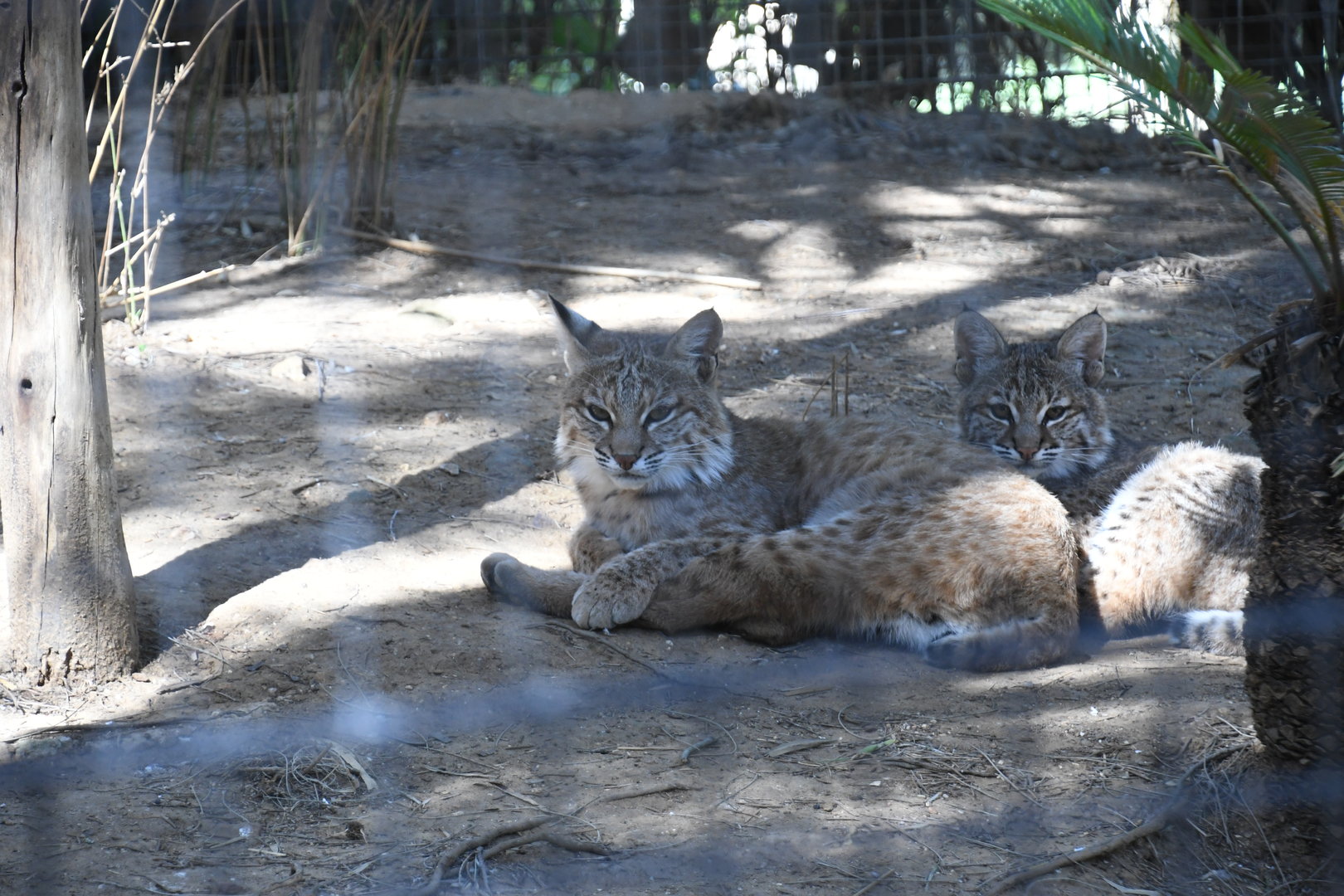 Bobcats