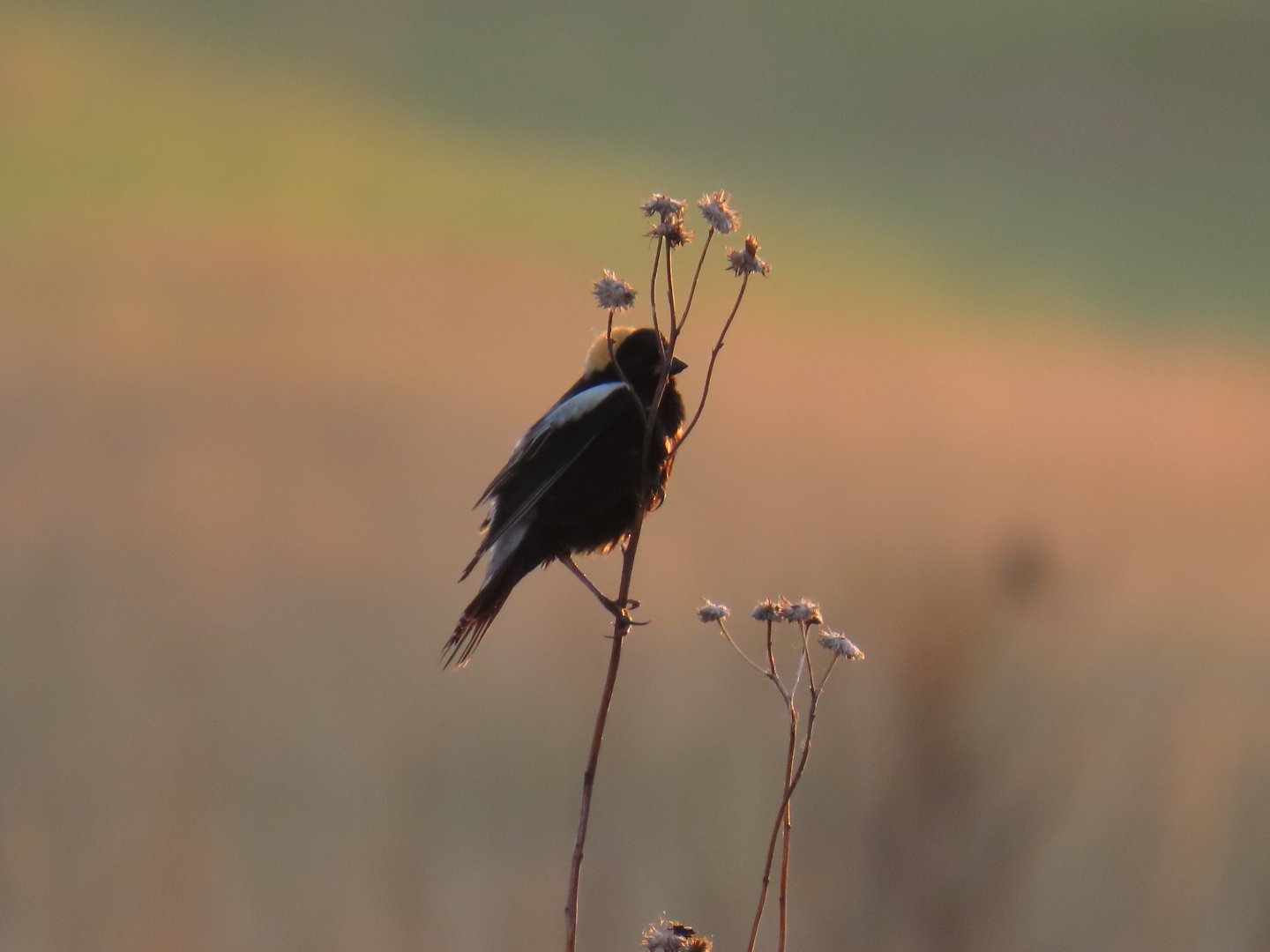 Bobolink (Dolichonyx oryzivorus)