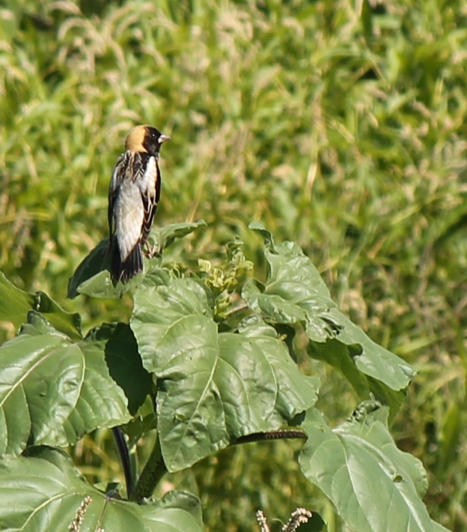 Bobolink