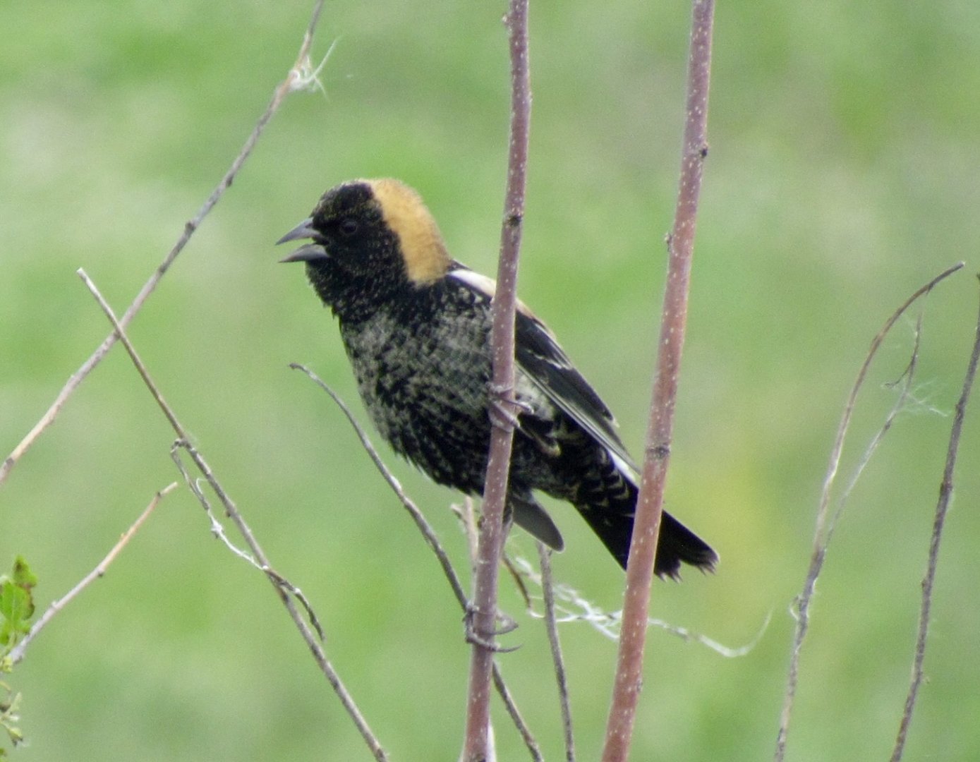Bobolink