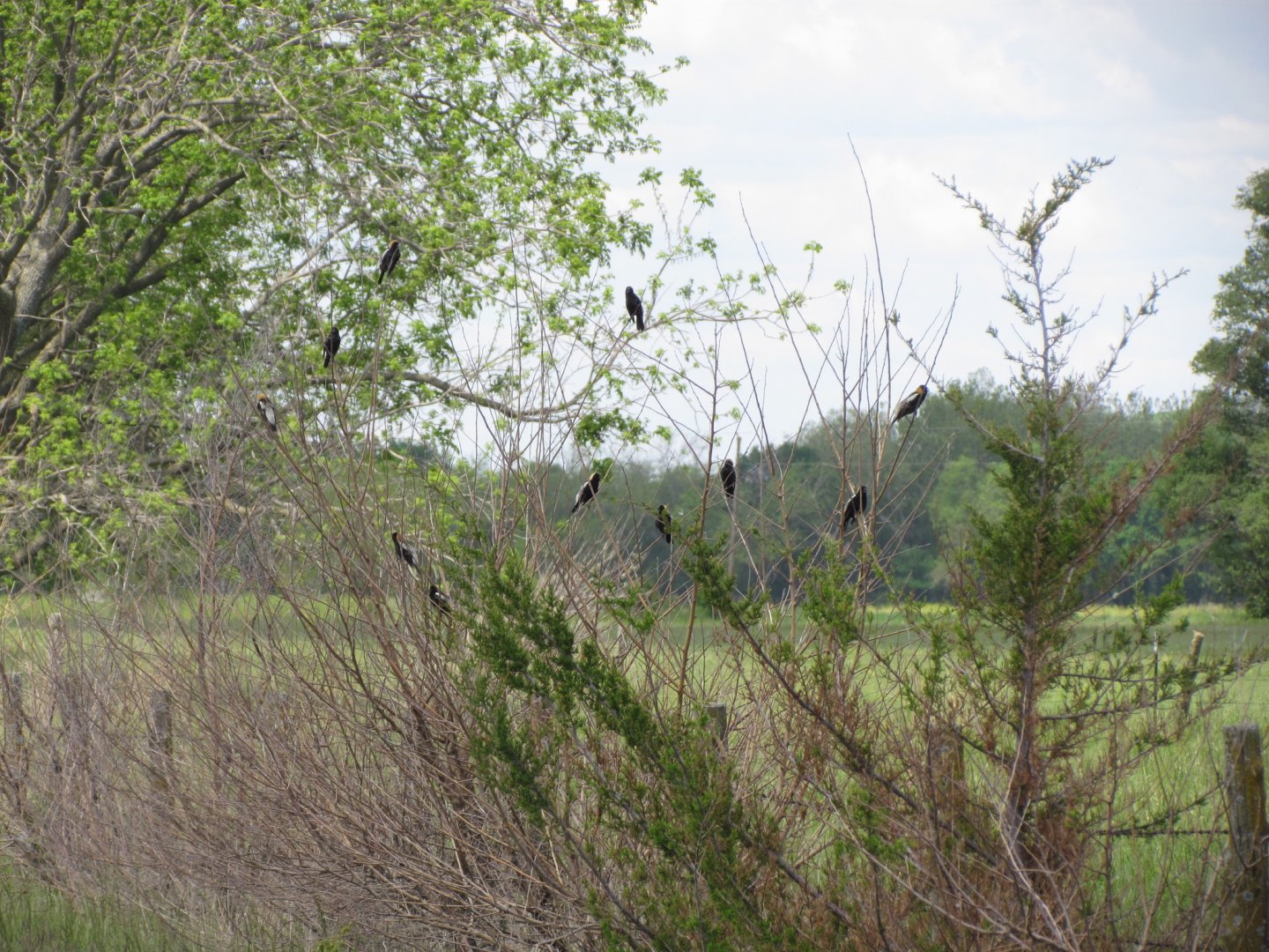 Bobolinks