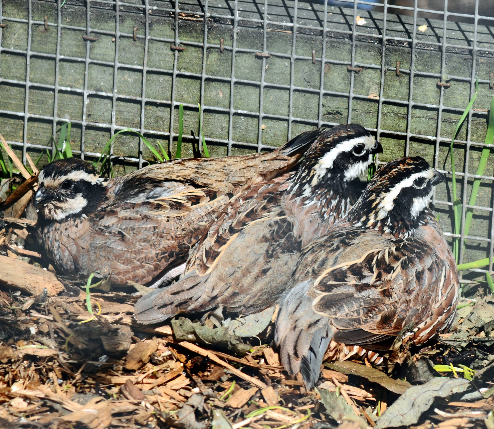 BOBSWHITE QUAIL