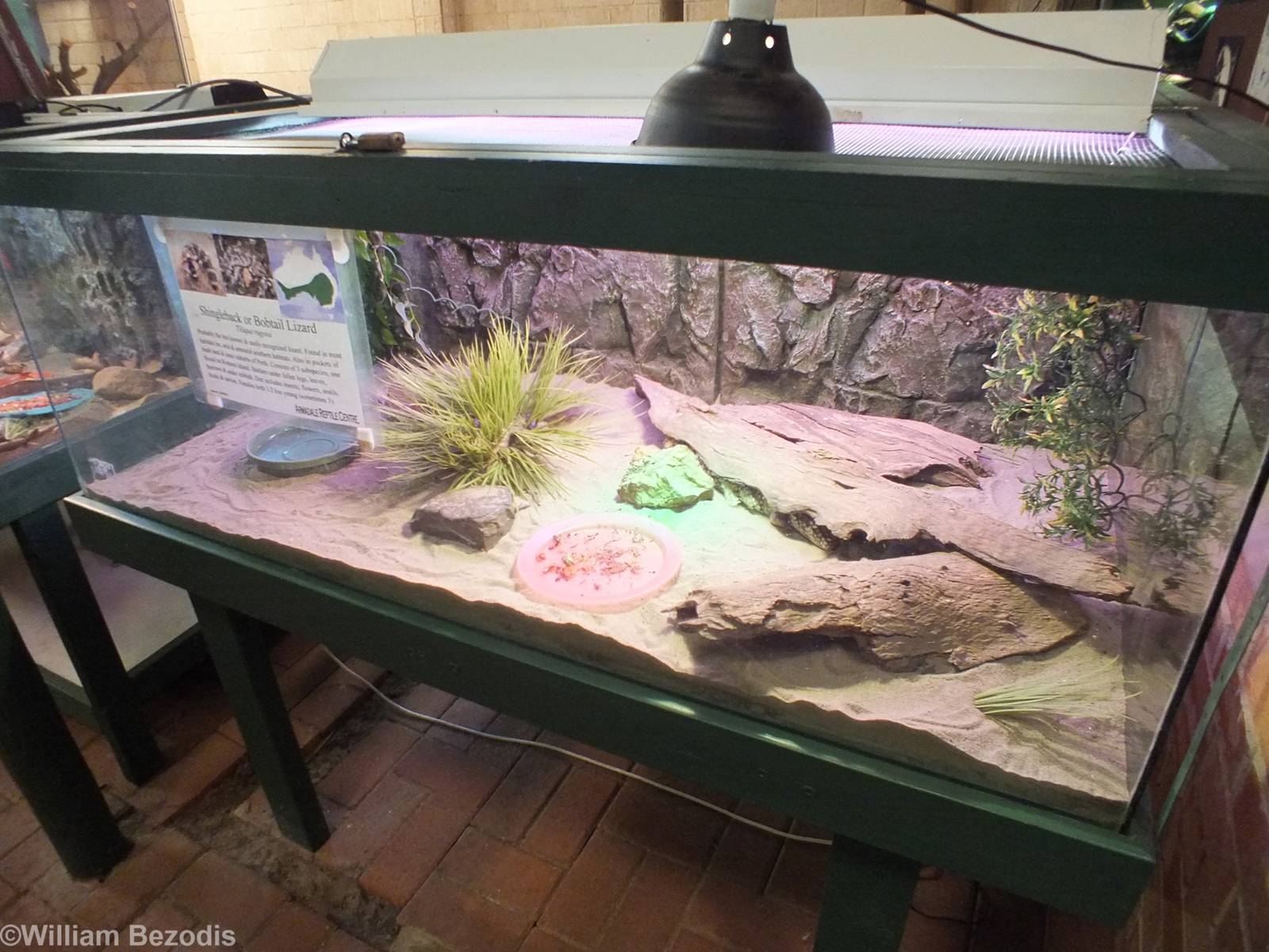 Bobtail Skink Enclosure