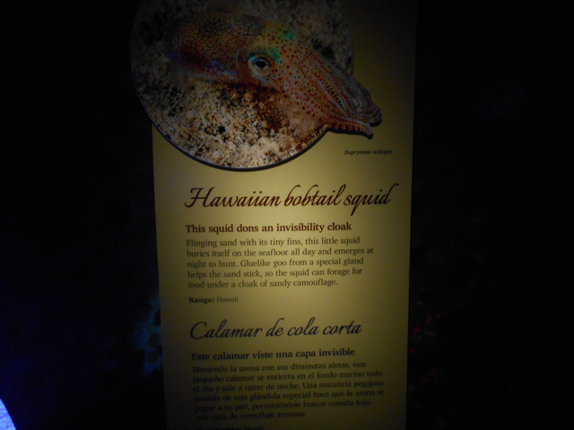 bobtail_squid_sign