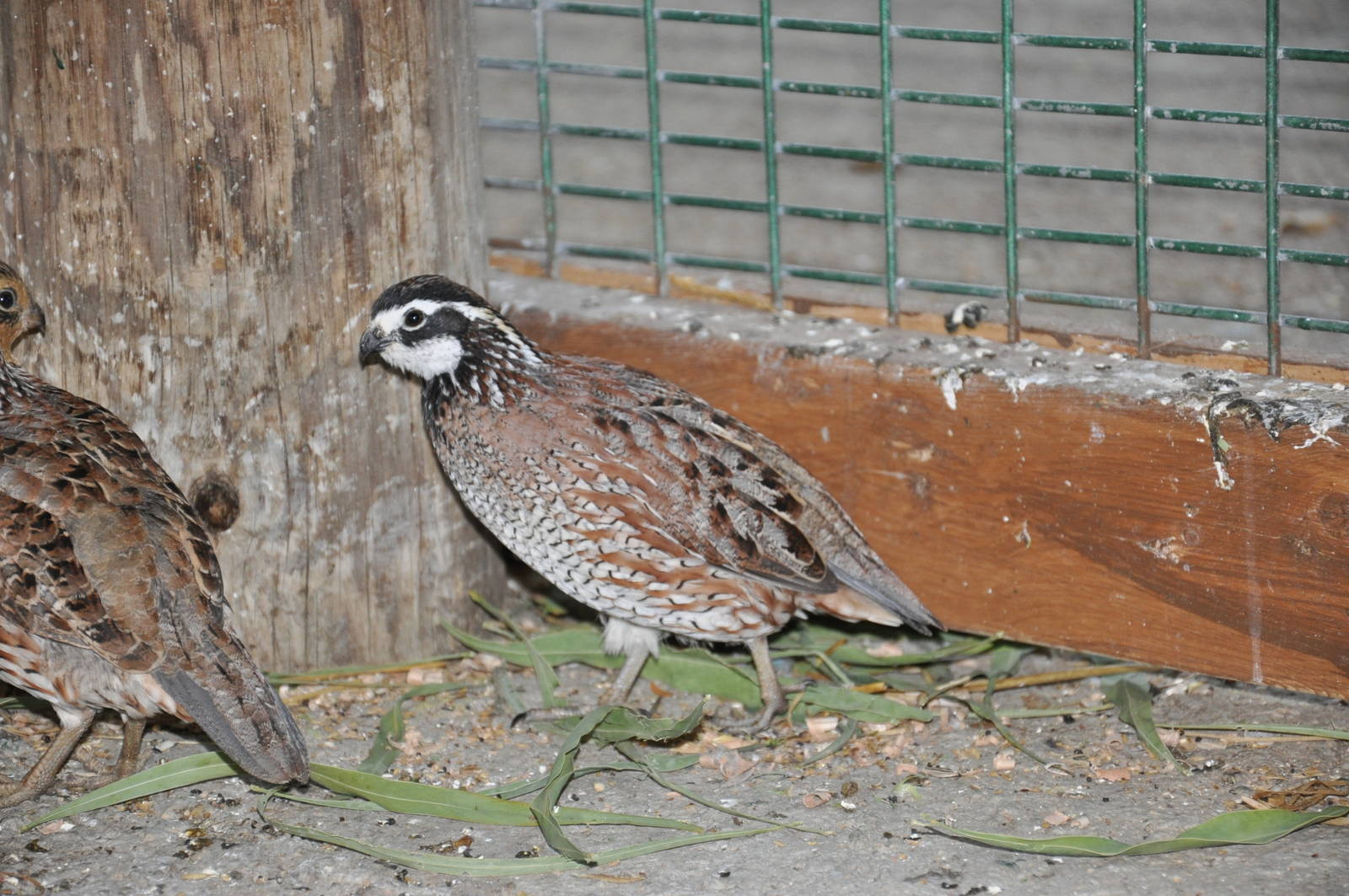 Bobwhite/ Colinus virginianus