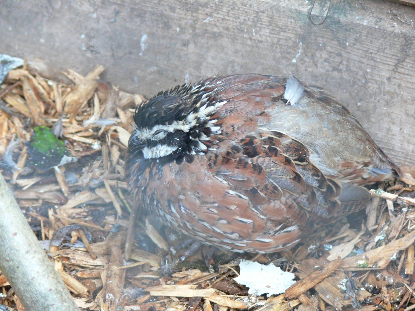 Bobwhite Quail at Blackpool Zoo, 19/10/13