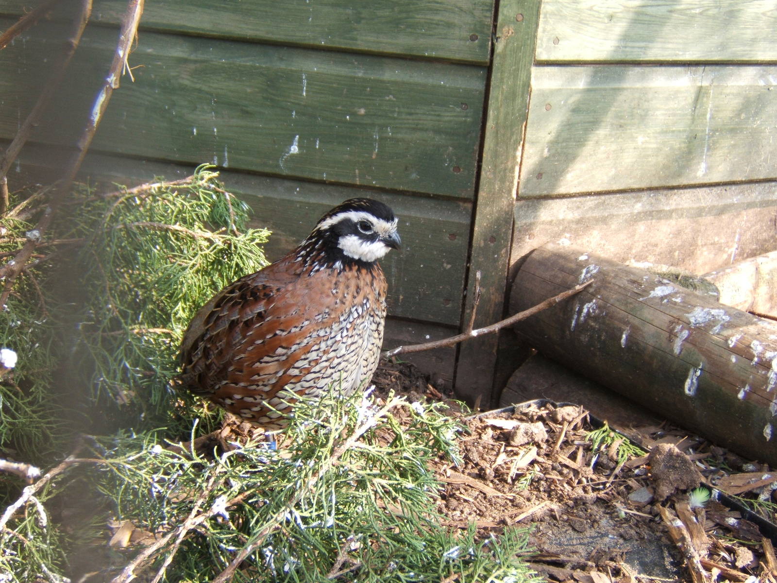 Bobwhite Quail (Colinus virginianus)