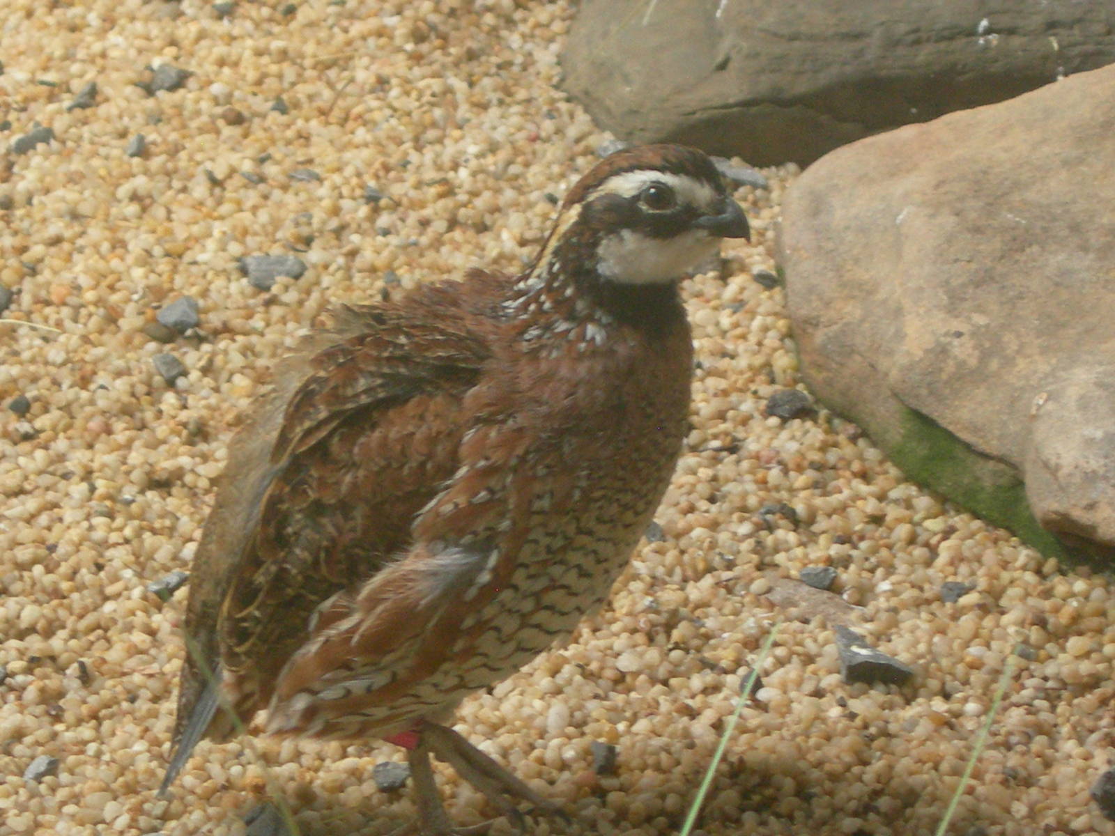 Bobwhite Quail