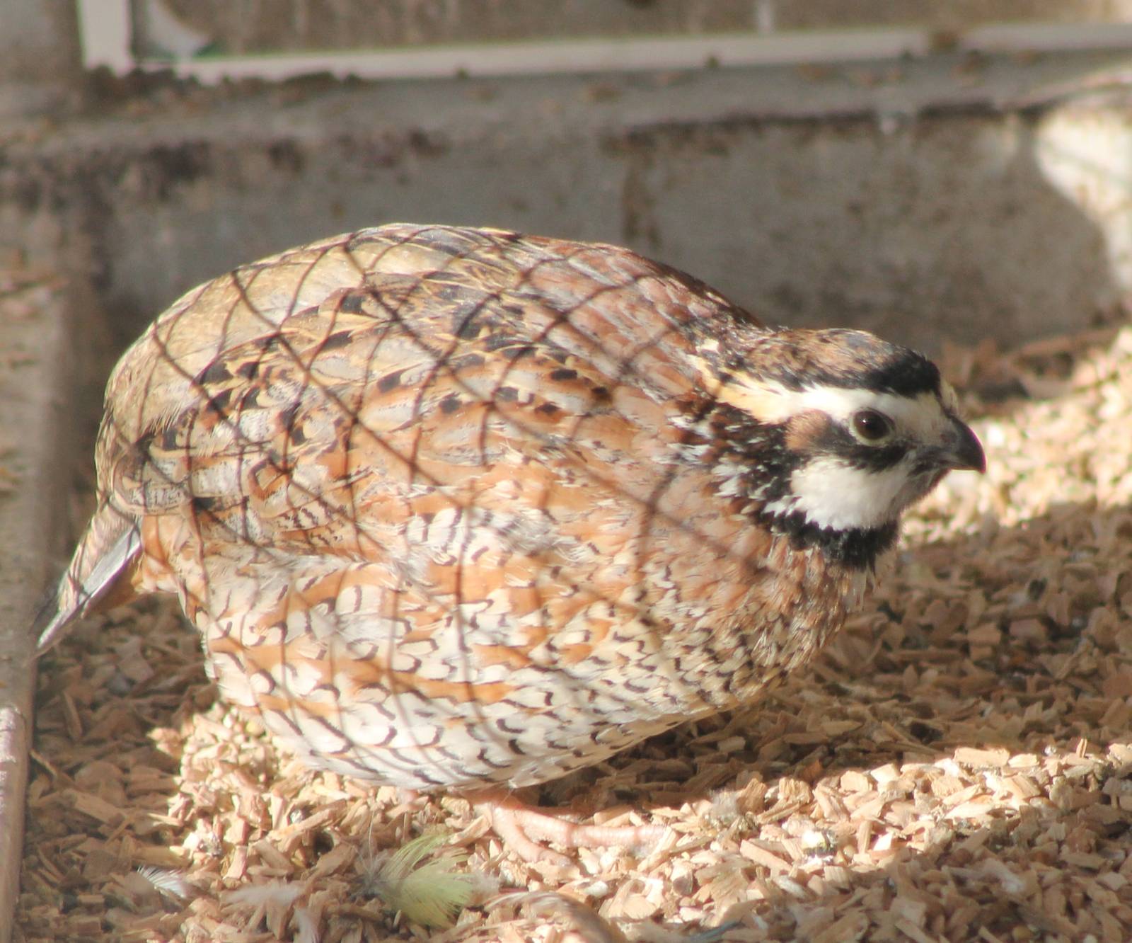 Bobwhite
