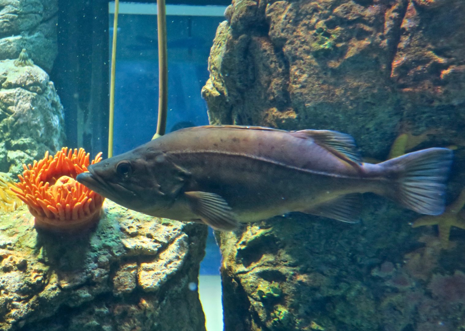 Bocaccio Rockfish (Sebastes paucispinis)