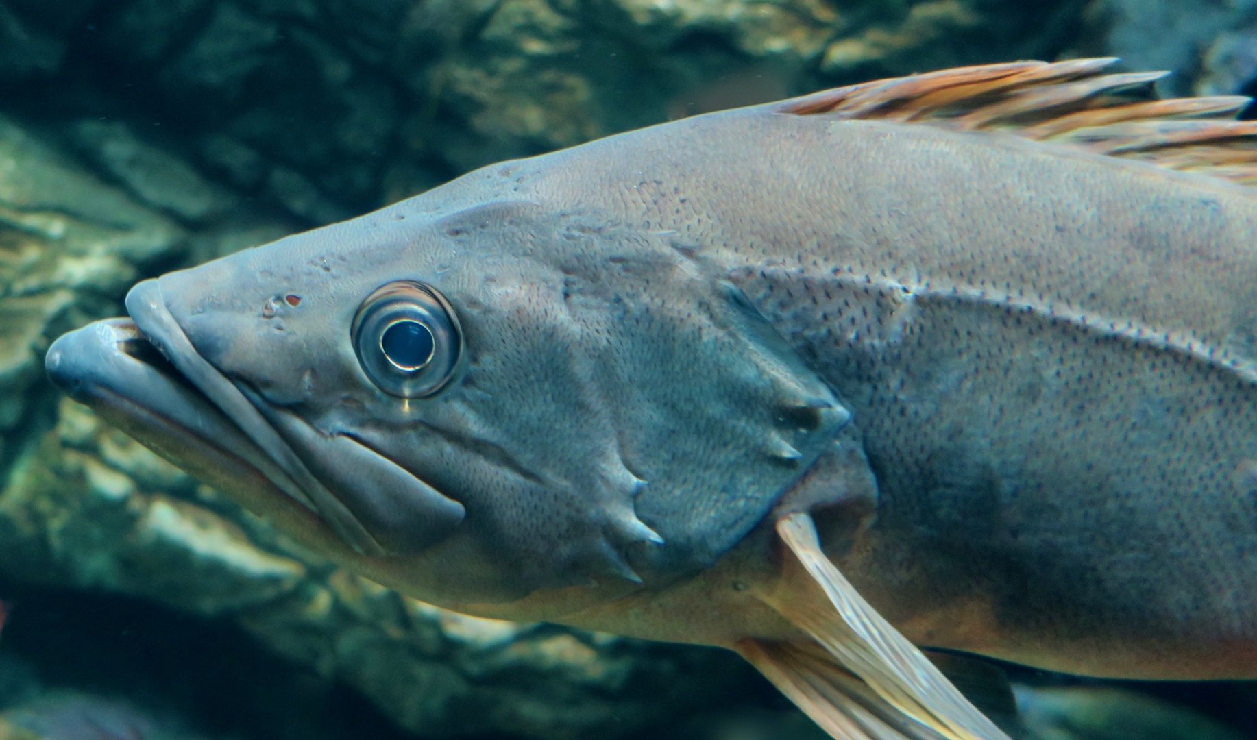 Bocaccio Rockfish (Sebastes paucispinis)