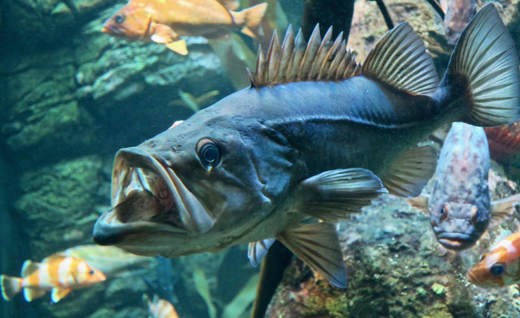 Bocaccio Rockfish (Sebastes paucispinis)