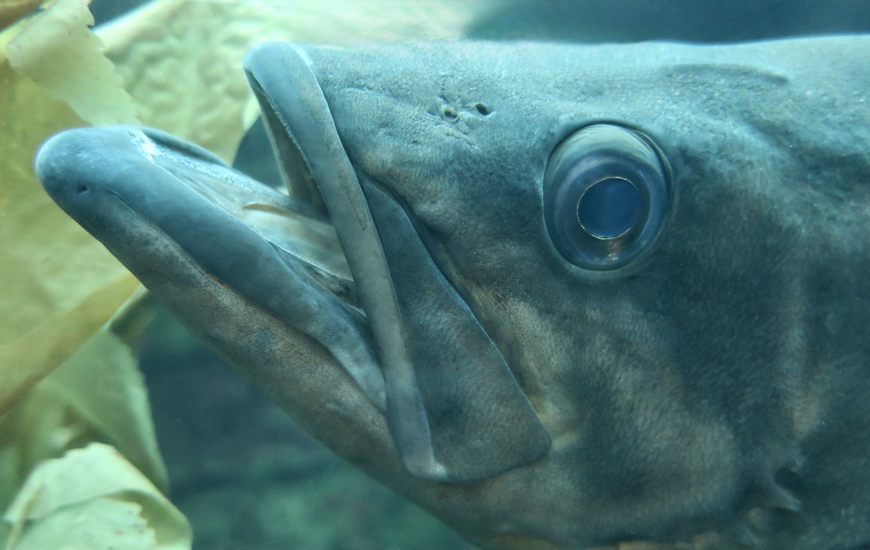 Bocaccio Rockfish (Sebastes paucispinis)