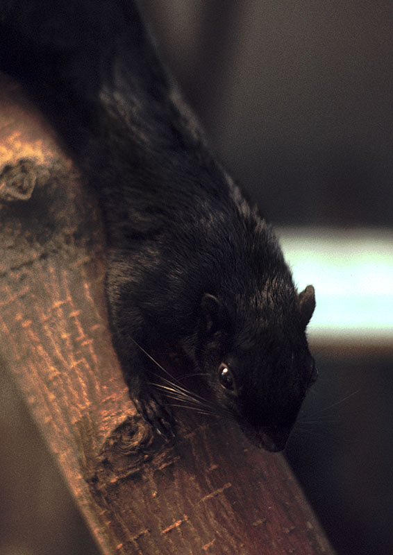 Bocourt's black squirrel at Winged World 1973