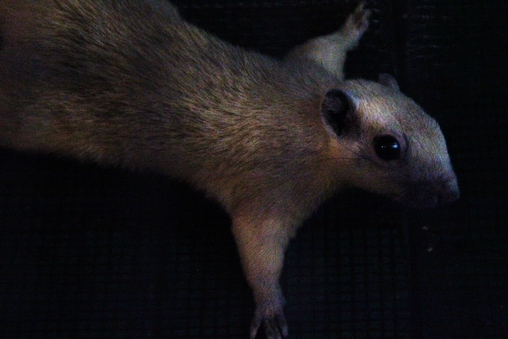 Bocourt's squirrel (Callosciurus finlaysonii bocourti) - Drive Thru Park