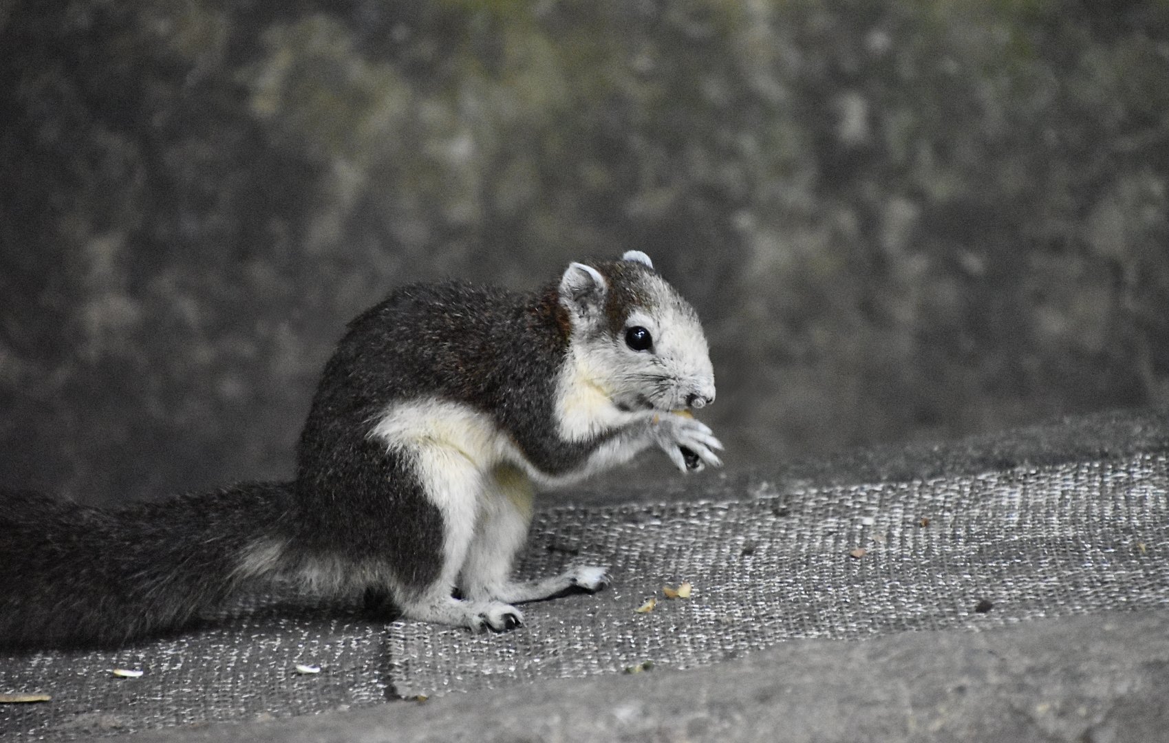 Bocourt's Squirrel (Callosciurus finlaysonii bocourti)