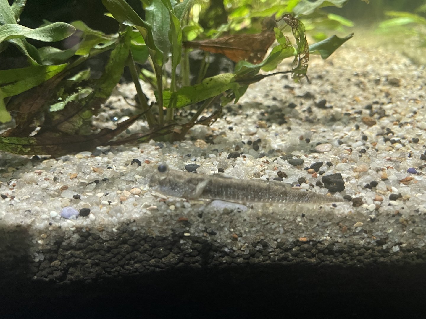 boddart’s goggle-eyed goby (boleophthalmus boddarti) - dunia air tawar