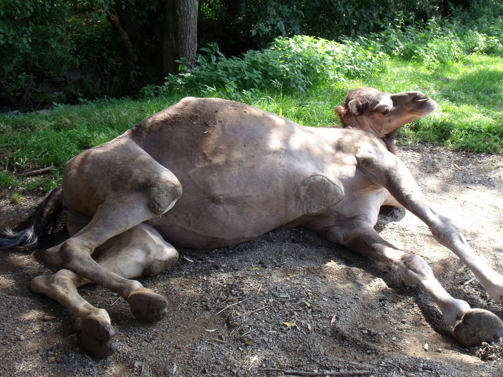 Bodensee Zoo ?berlingen - dromedary camel