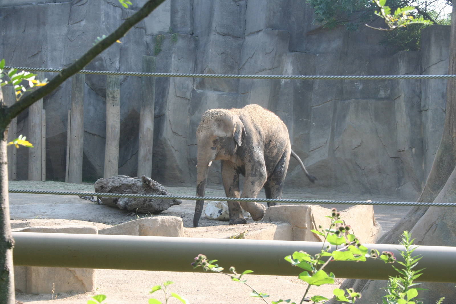 Bodhi in South Side Yard