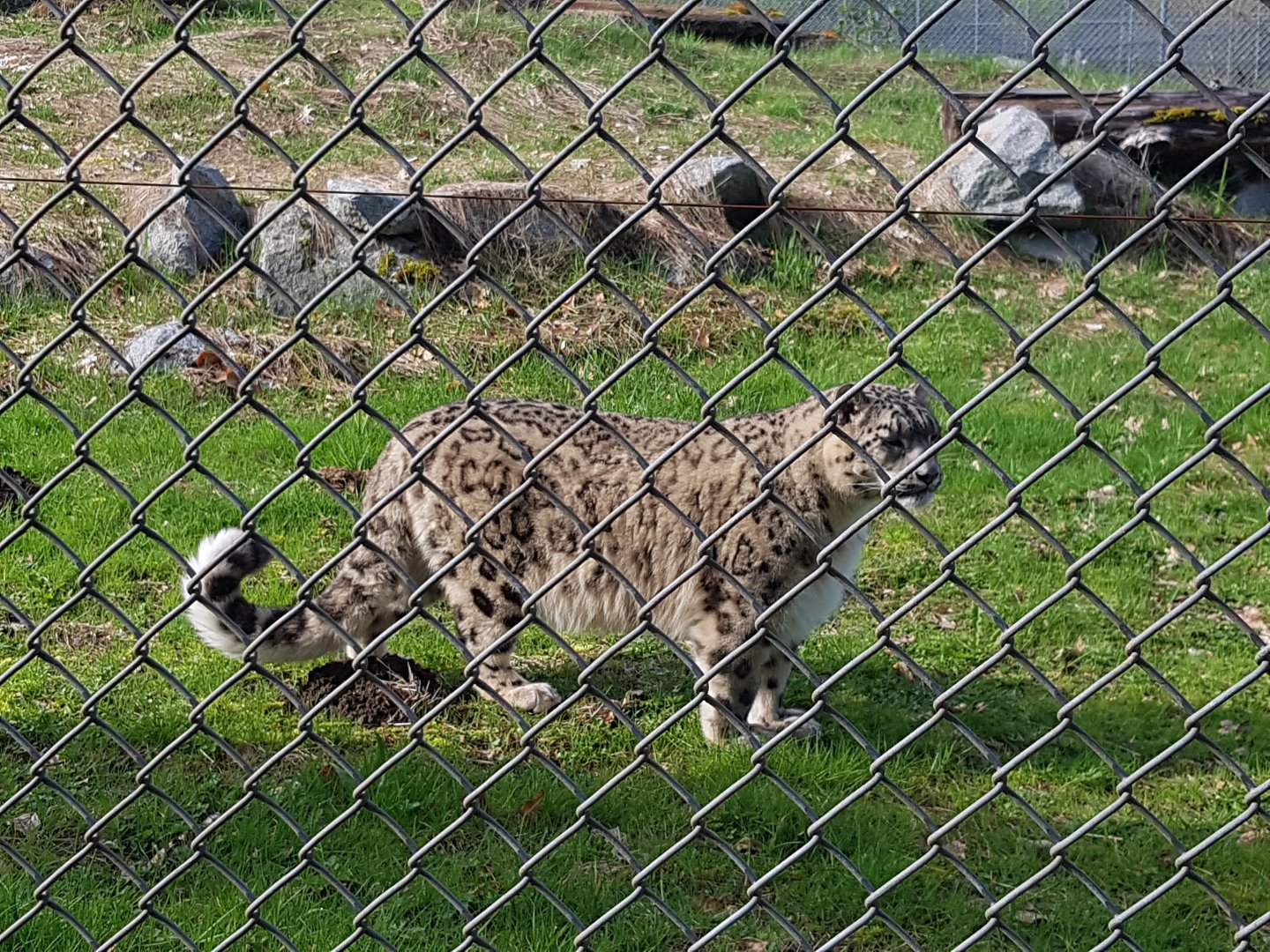 Bodhi (Snow Leopard)
