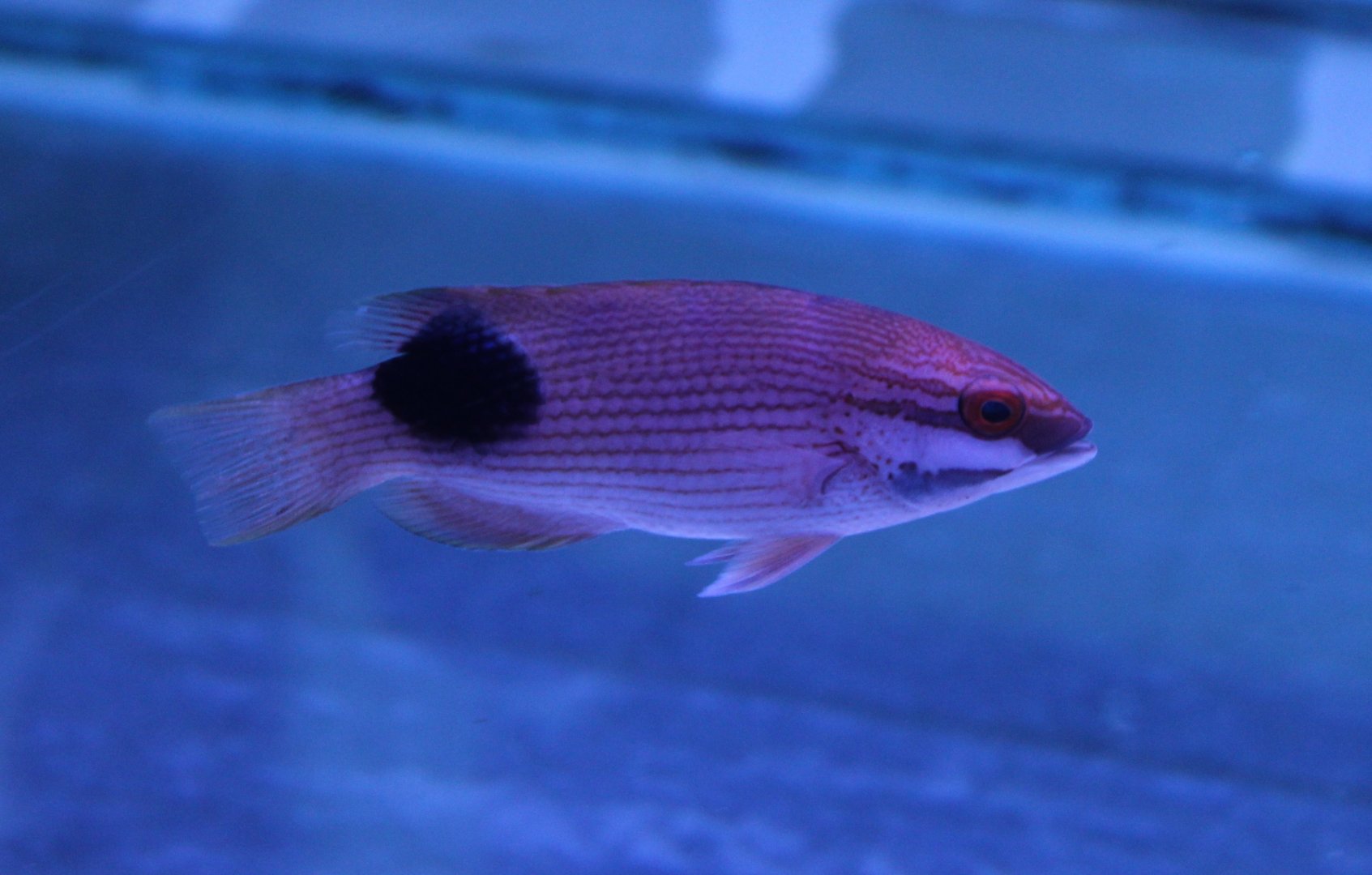 Bodianus bilunulatus