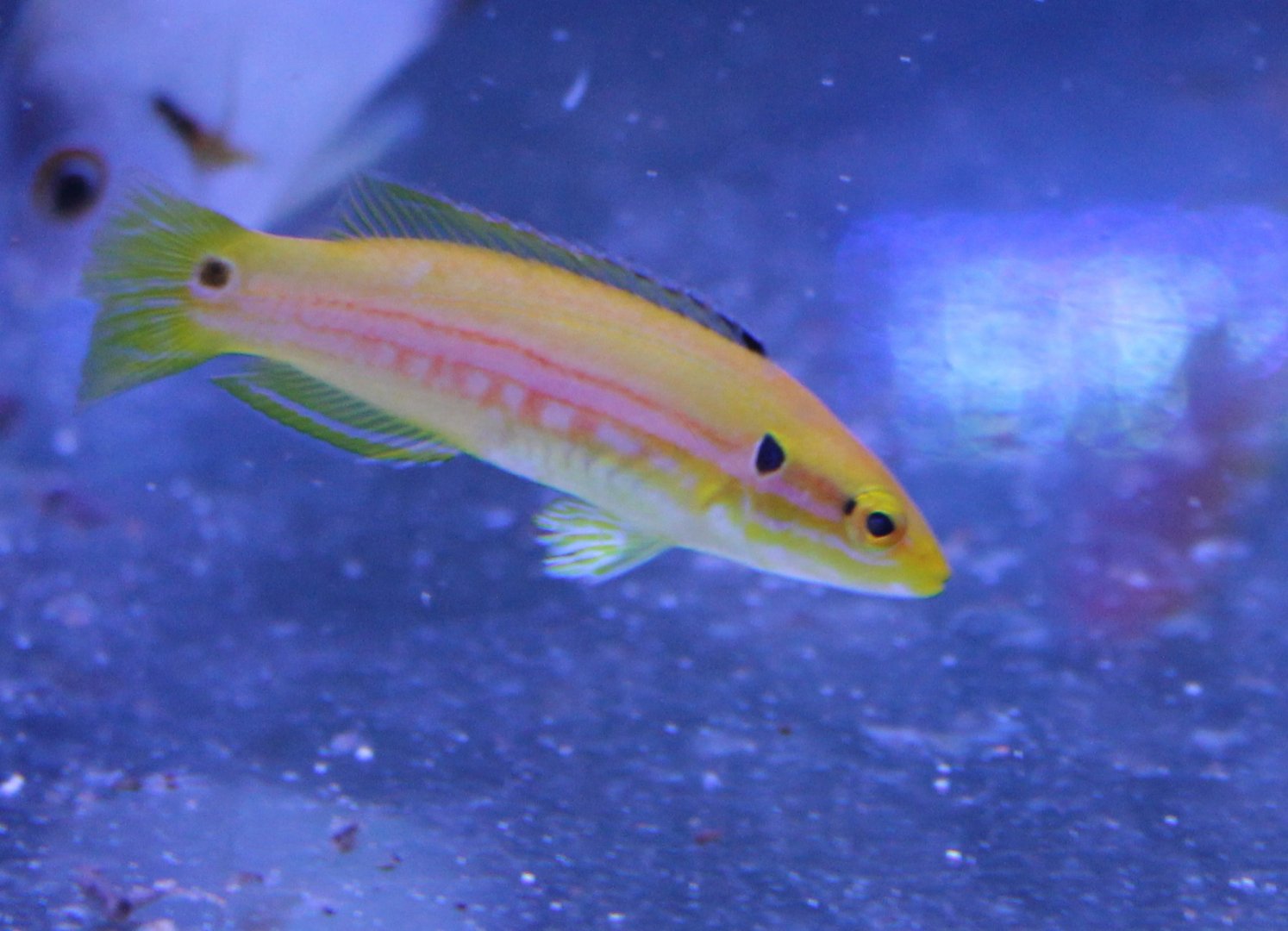 Bodianus bimaculatus