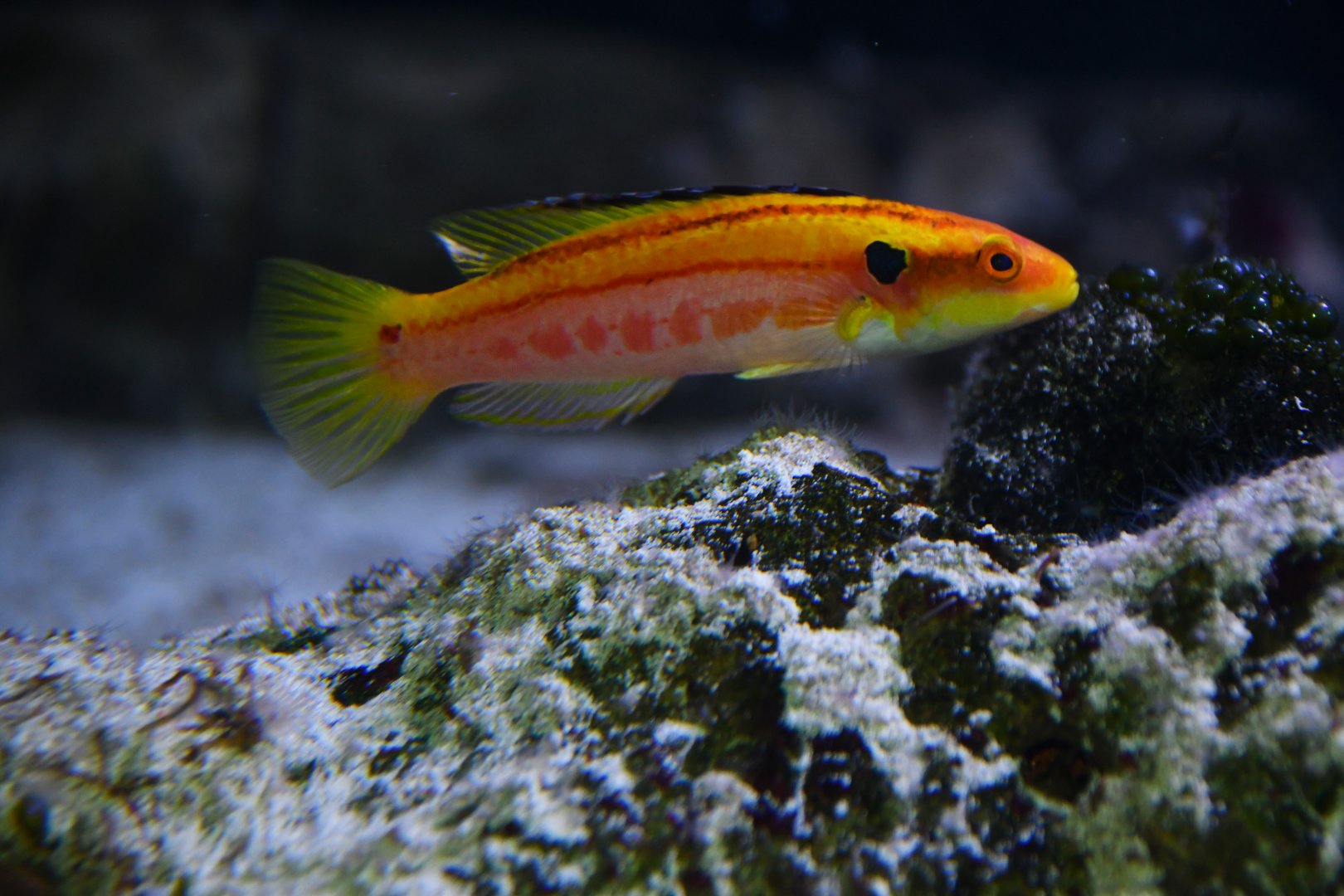 Bodianus bimaculatus