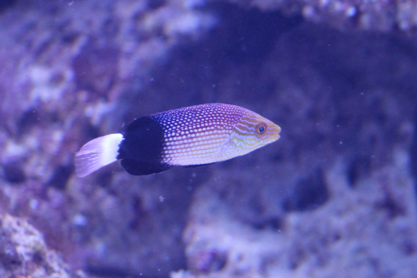 Bodianus macrourus