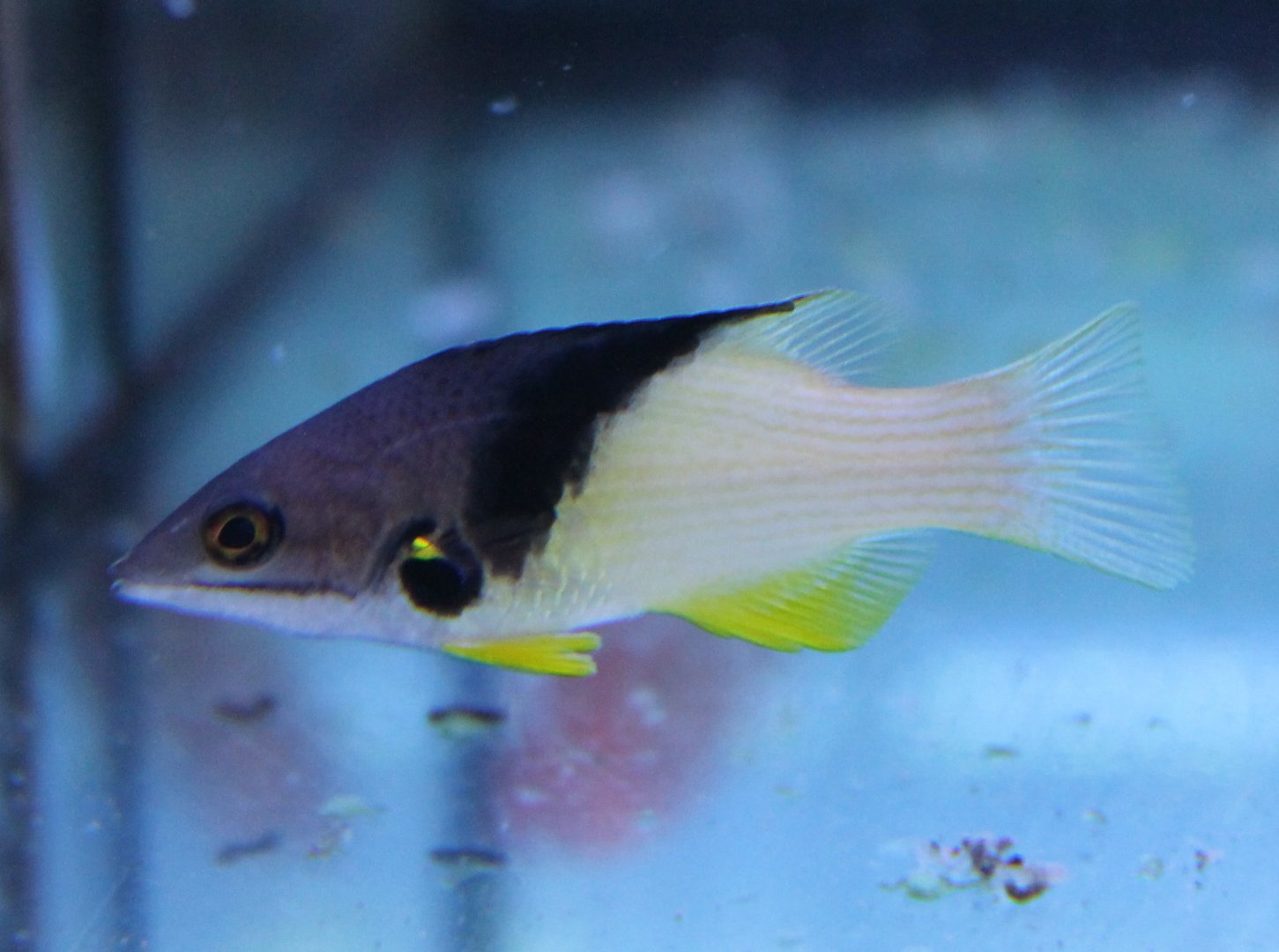 Bodianus mesothorax