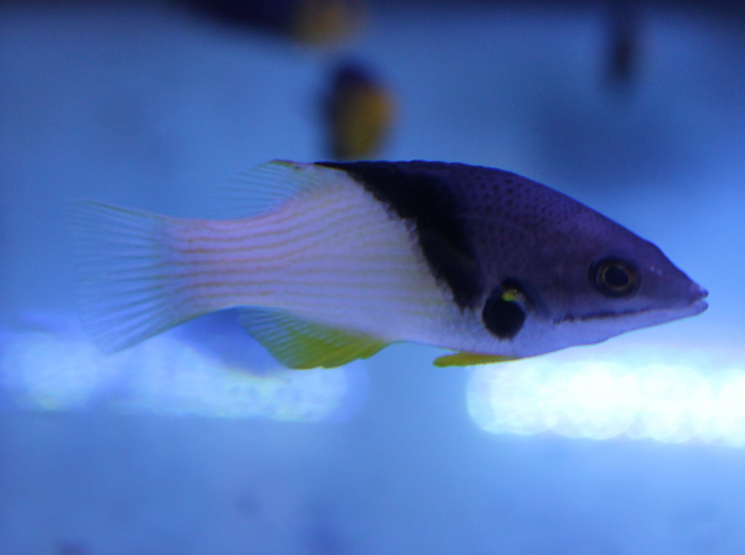 Bodianus mesothorax