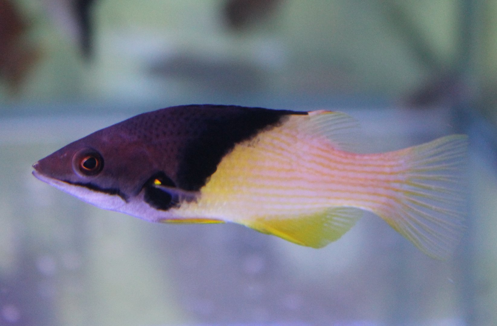 Bodianus mesothorax