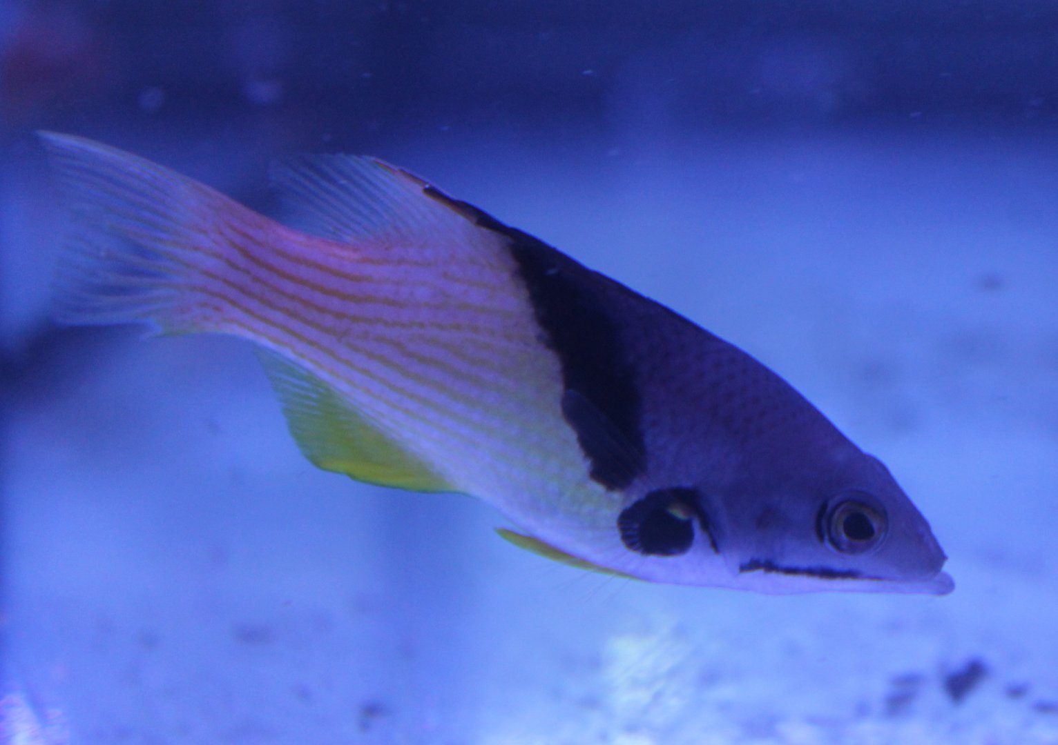 Bodianus  mesothorax