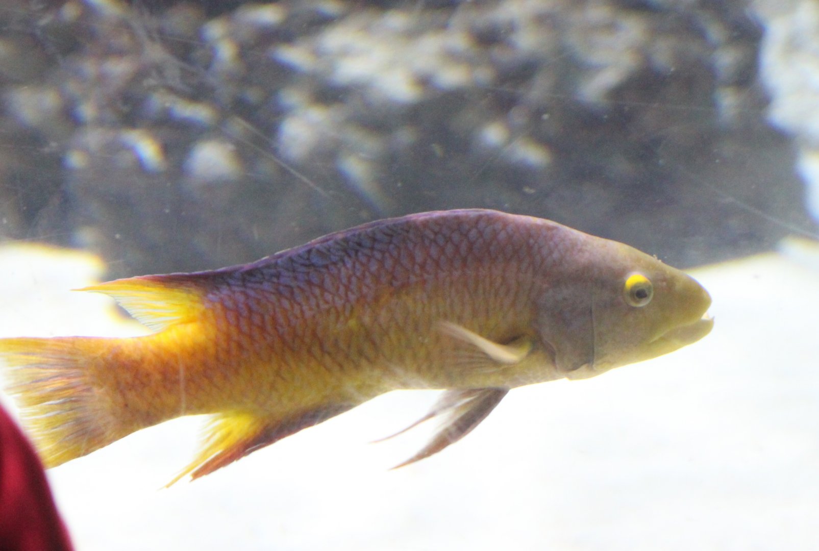 Bodianus rufus