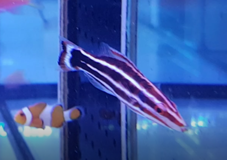 Bodianus sepiacaudus