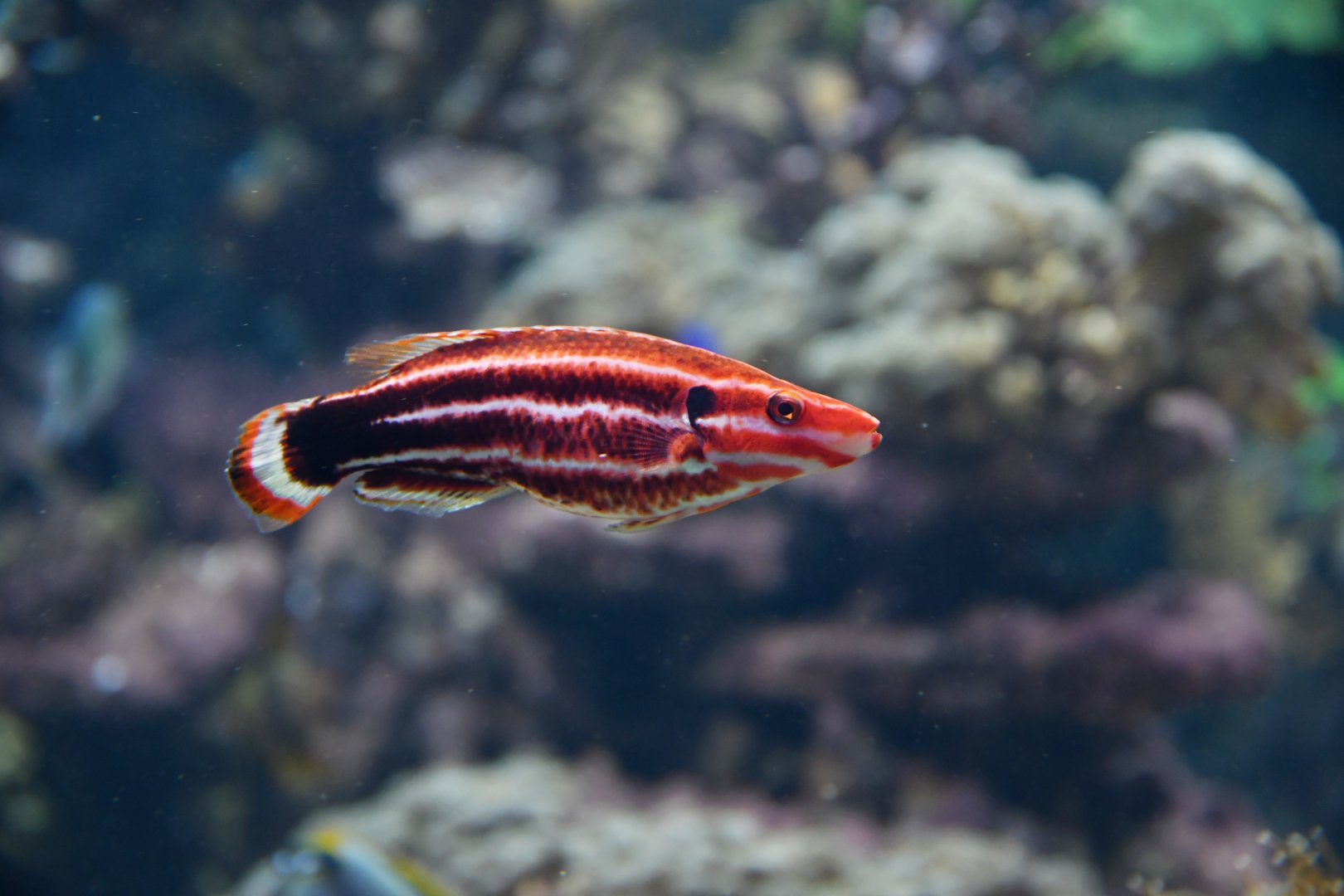 Bodianus sepiacaudus